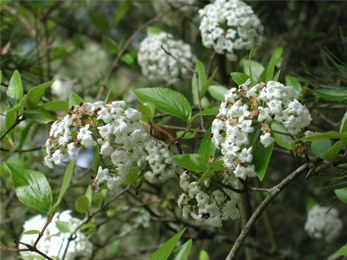 Plant photo of: Viburnum x burkwoodii