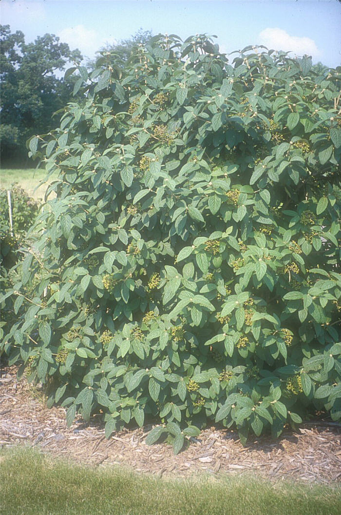 Plant photo of: Viburnum x rhytidophylloides 'Allegheny'