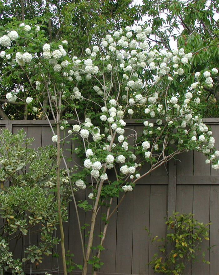 Plant photo of: Viburnum opulus 'Roseum'