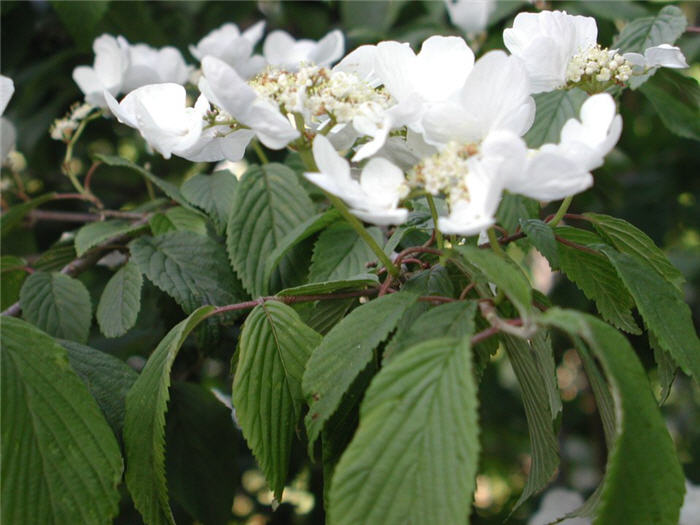 Plant photo of: Viburnum plicatum var. tomentosum