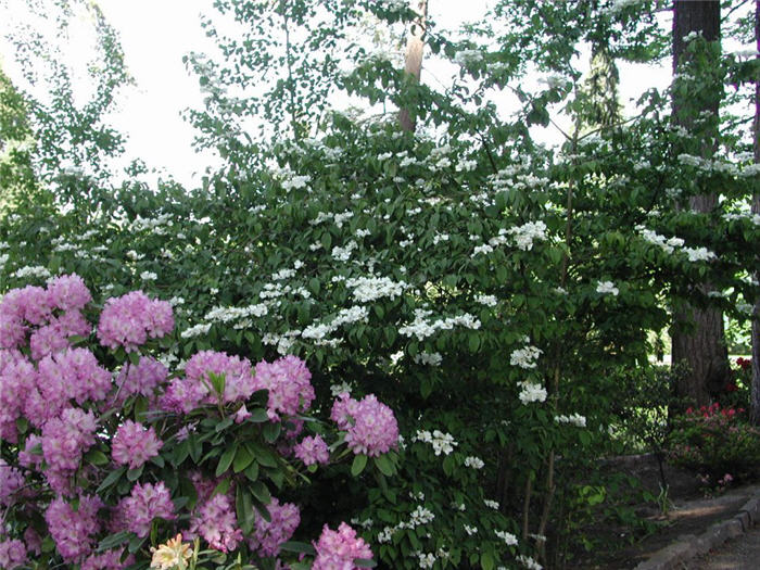 Plant photo of: Viburnum plicatum var. tomentosum