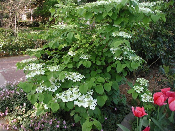 Plant photo of: Viburnum p. var. tomentosum 'Shasta'