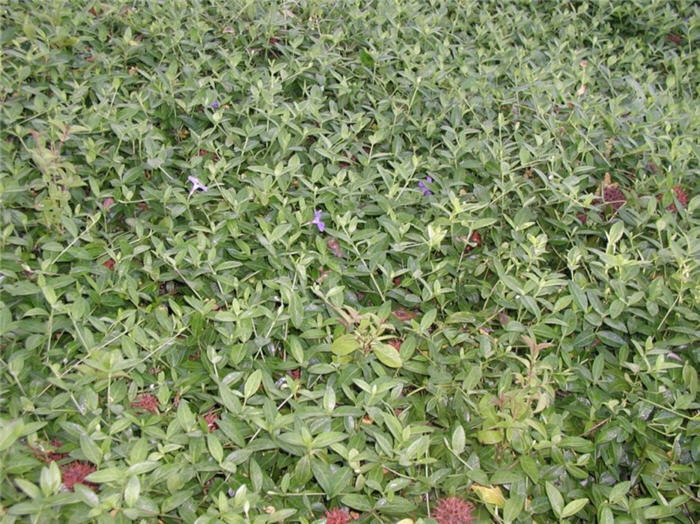 Plant photo of: Vinca minor 'Sterling SIlver'