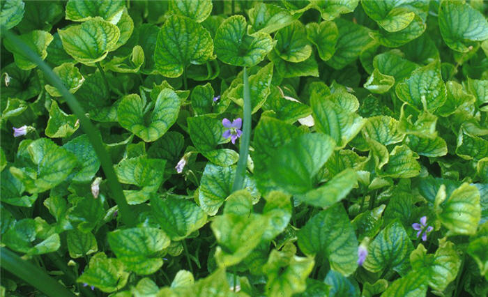 Plant photo of: Viola odorata