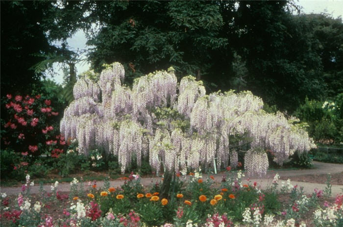 Plant photo of: Wisteria floribunda 'Longissima 'Alba'