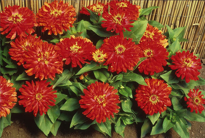 Plant photo of: Zinnia elegans