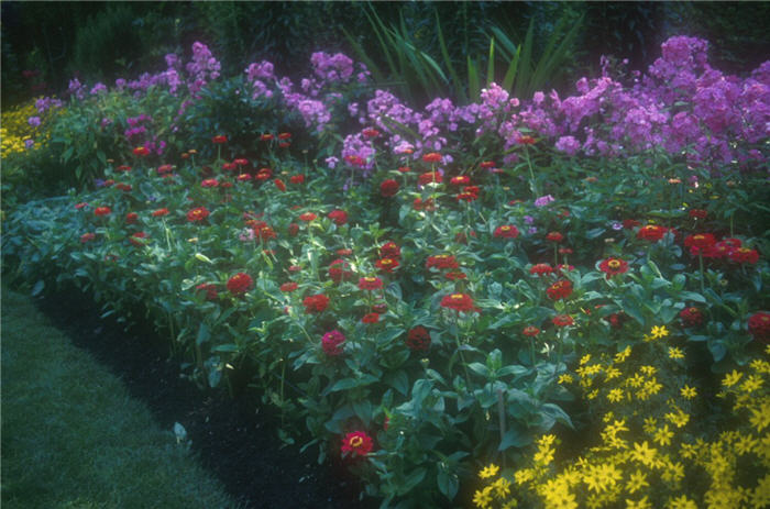 Plant photo of: Zinnia elegans