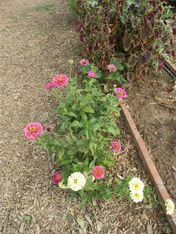 Plant photo of: Zinnia elegans