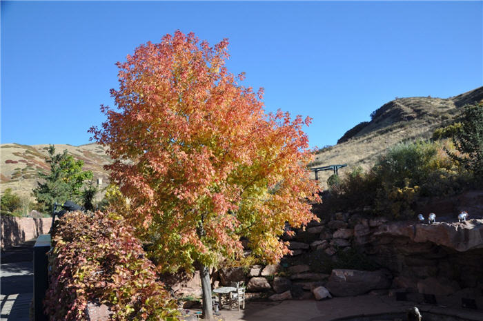 Plant photo of: Acer ginnala 'Flame'