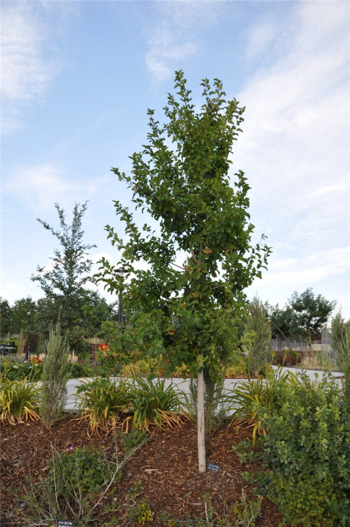 Plant photo of: Acer tataricum