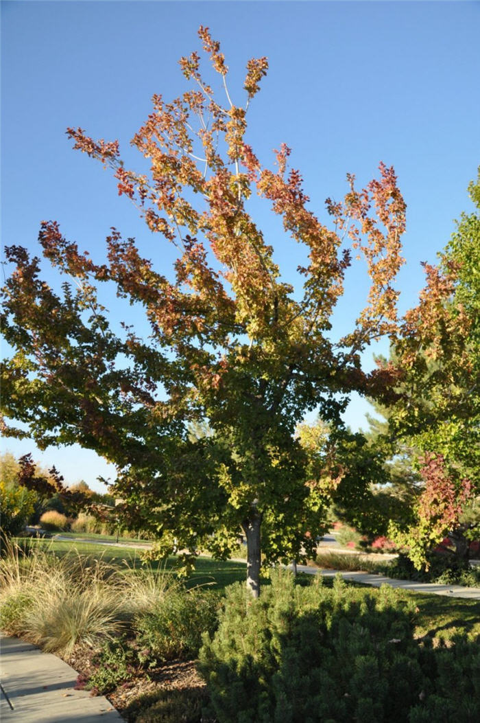 Plant photo of: Acer tataricum