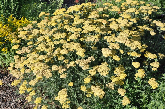 Plant photo of: Achillea 'Feuerland'