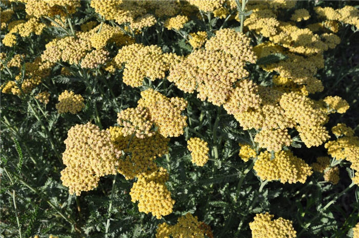 Plant photo of: Achillea 'Feuerland'