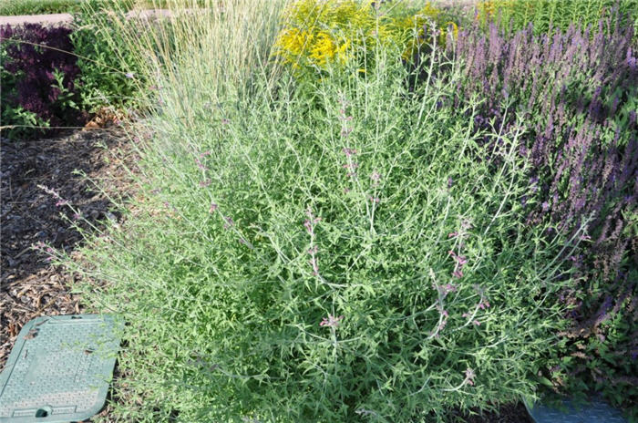 Plant photo of: Agastache aurantica 'Coronado'