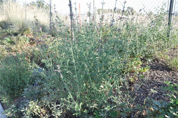 Plant photo of: Agastache 'Ava'