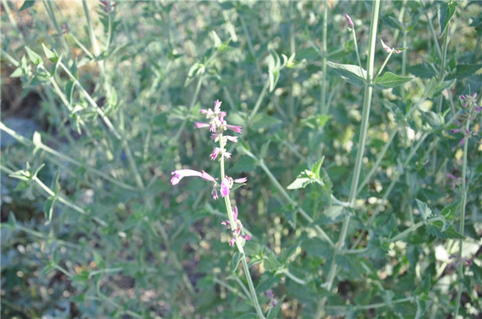 Plant photo of: Agastache 'Ava'