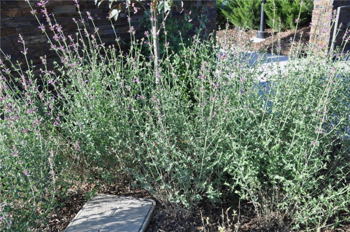 Plant photo of: Agastache 'Ava'