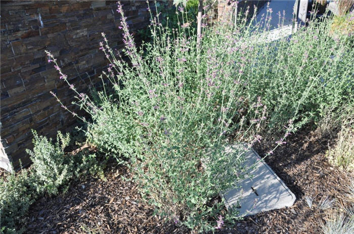 Plant photo of: Agastache 'Ava'