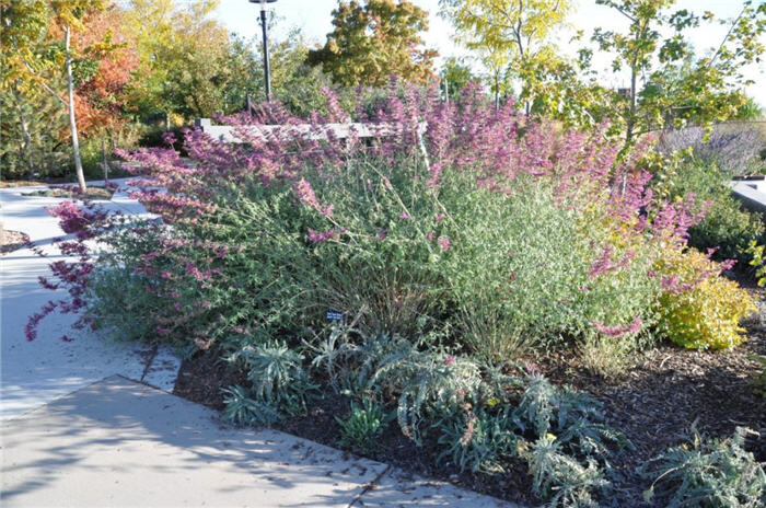 Plant photo of: Agastache 'Desert Sunrise'