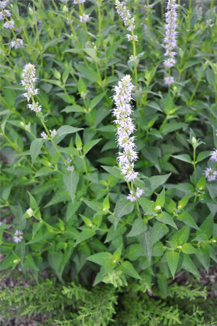 Plant photo of: Agastache x 'Black Adder'