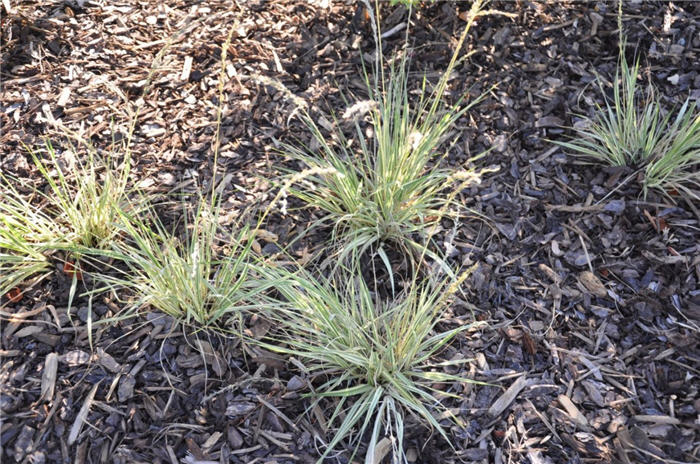 Plant photo of: Allium stipilatum 'Mt. Everest'