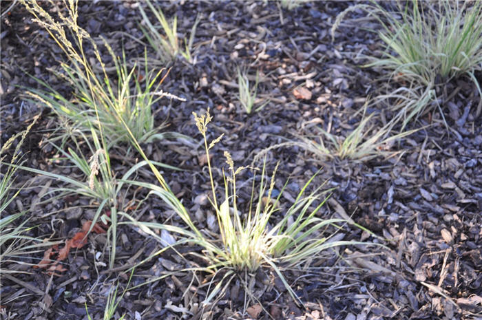 Plant photo of: Allium stipilatum 'Mt. Everest'