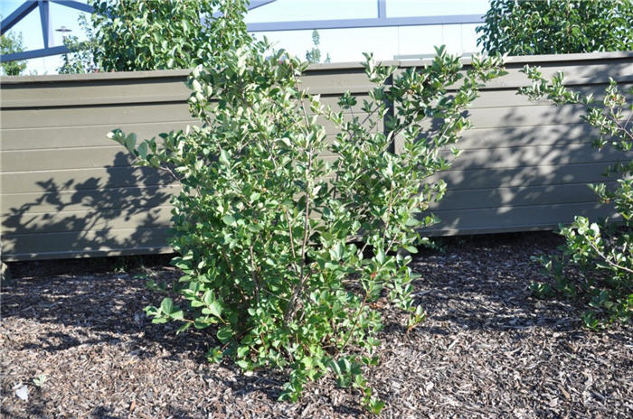 Plant photo of: Aronia melanocarpa var. elata