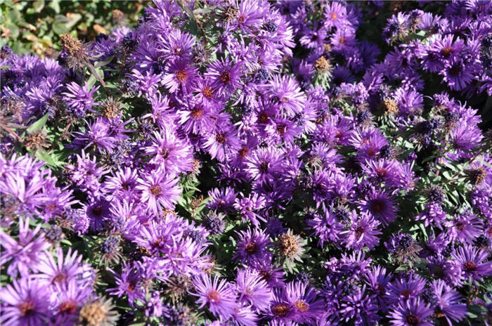 Plant photo of: Aster x frikartii 'Monch'