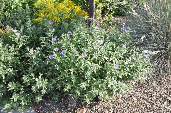 Plant photo of: Aster x frikartii 'Monch'