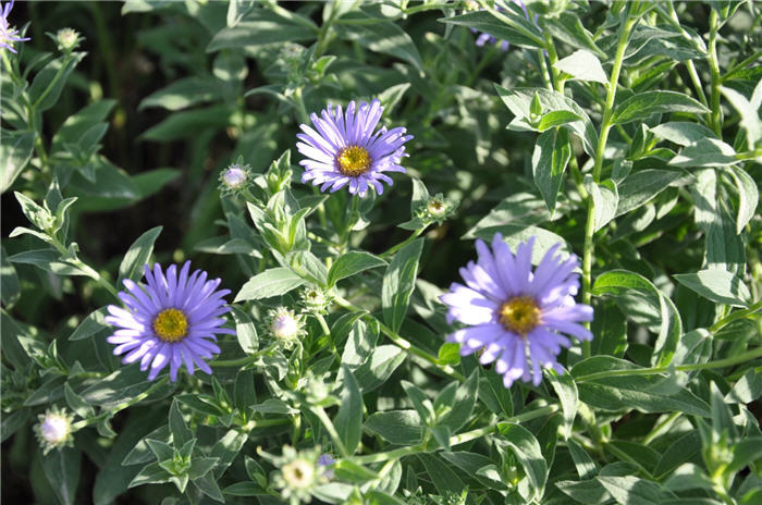 Plant photo of: Aster x frikartii 'Monch'