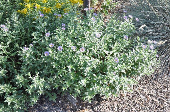 Plant photo of: Aster x frikartii 'Monch'