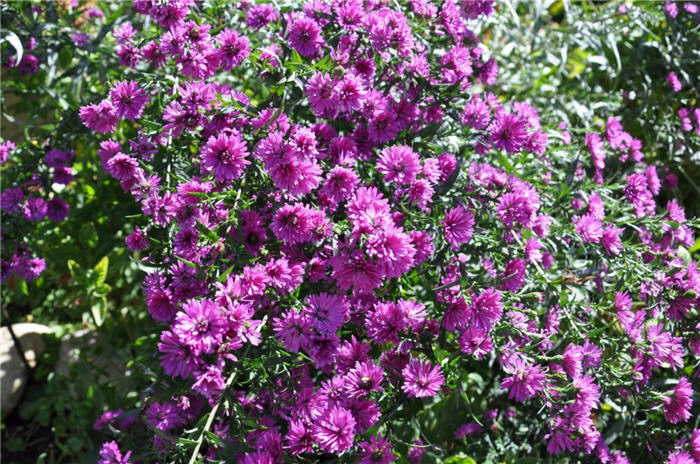 Plant photo of: Aster alpinus