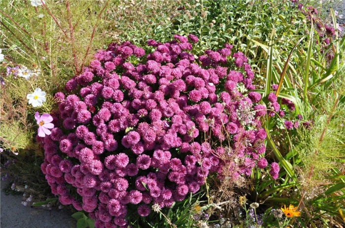 Plant photo of: Aster alpinus