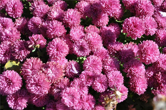 Plant photo of: Aster alpinus