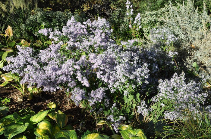 Plant photo of: Aster dumosus