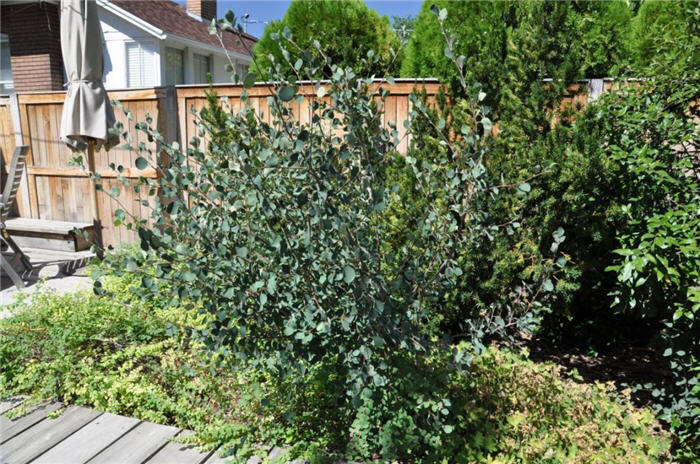 Plant photo of: Amelanchier alnifolia