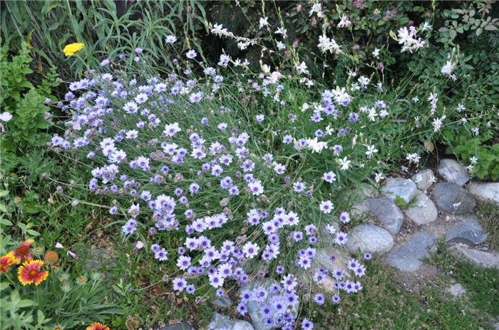 Plant photo of: Aster oblongifolius