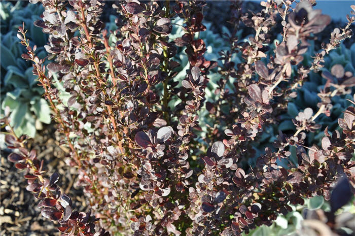Plant photo of: Berberis thunbergii 'Helmond Pillar'