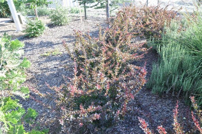 Plant photo of: Berberis t. var. atropurpurea 'Golden Ri