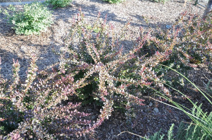 Plant photo of: Berberis t. var. atropurpurea 'Golden Ri