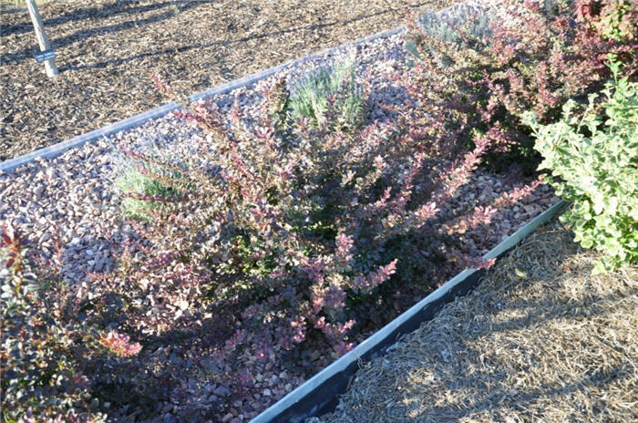 Plant photo of: Berberis t. var. atropurpurea 'Golden Ri