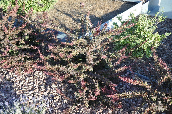 Plant photo of: Berberis t. var. atropurpurea 'Golden Ri