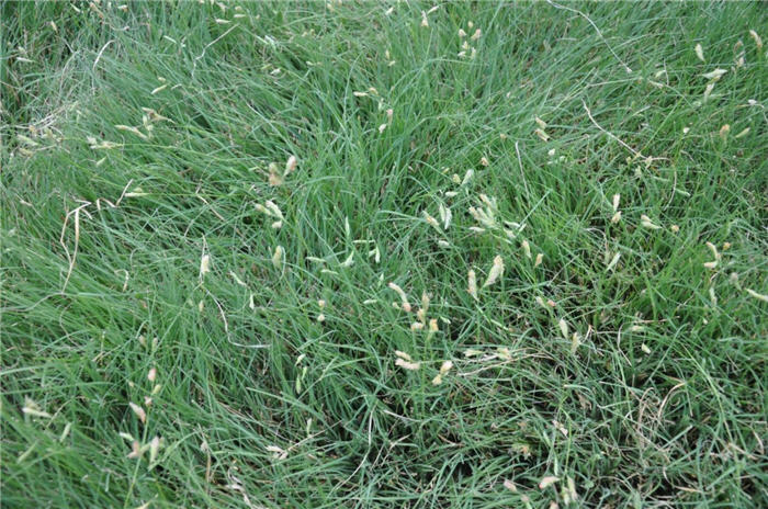 Plant photo of: Buchloe dactyloides