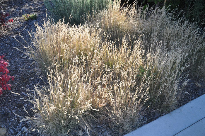 Plant photo of: Bouteloua gracilis 'Hachita'
