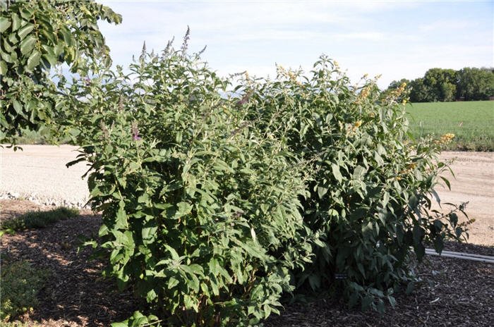 Plant photo of: Buddleja davidii 'Royal Red'