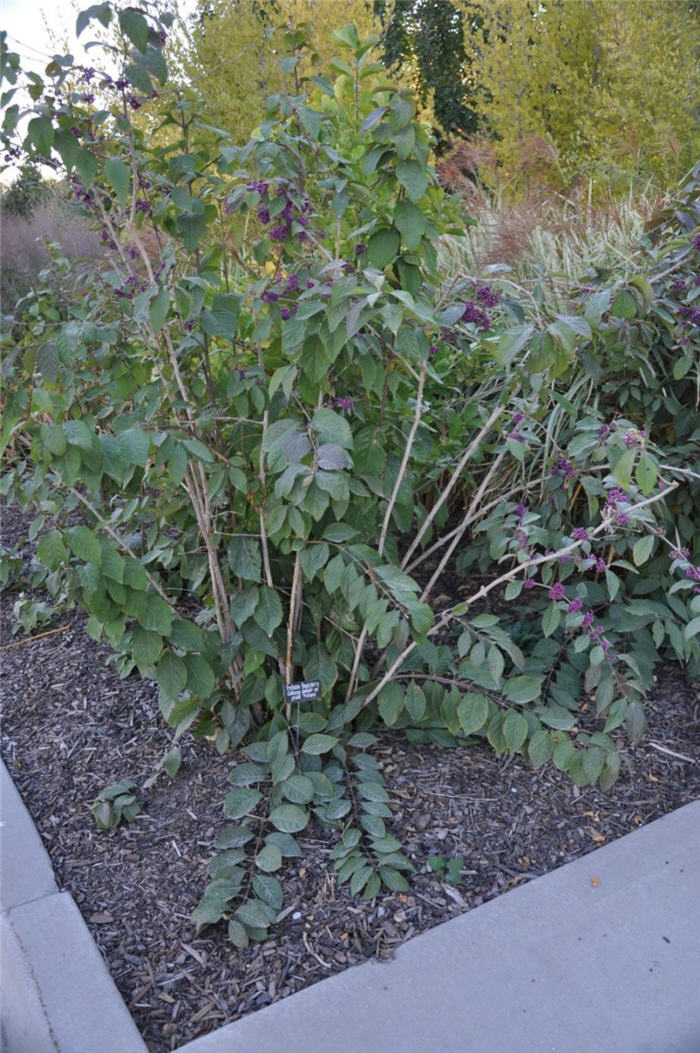 Plant photo of: Callicarpa bodnieri v. gir. 'Profusion'