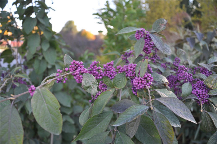 Plant photo of: Callicarpa bodnieri v. gir. 'Profusion'