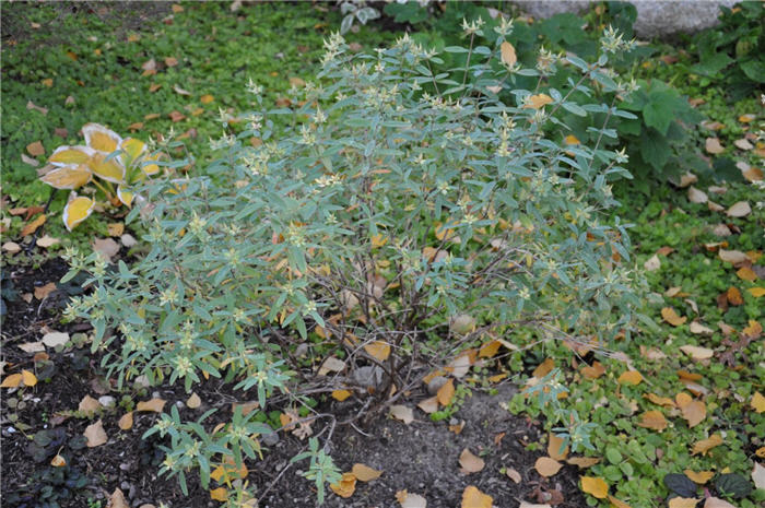 Plant photo of: Caryopteris x clandonensis 'Blue Mist'
