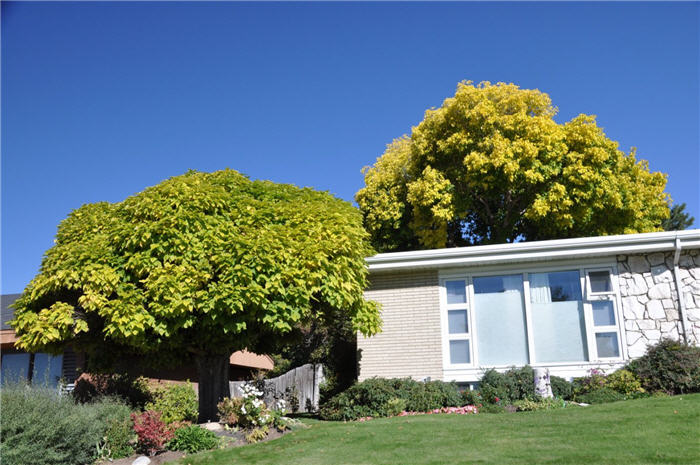 Plant photo of: Catalpa bungei