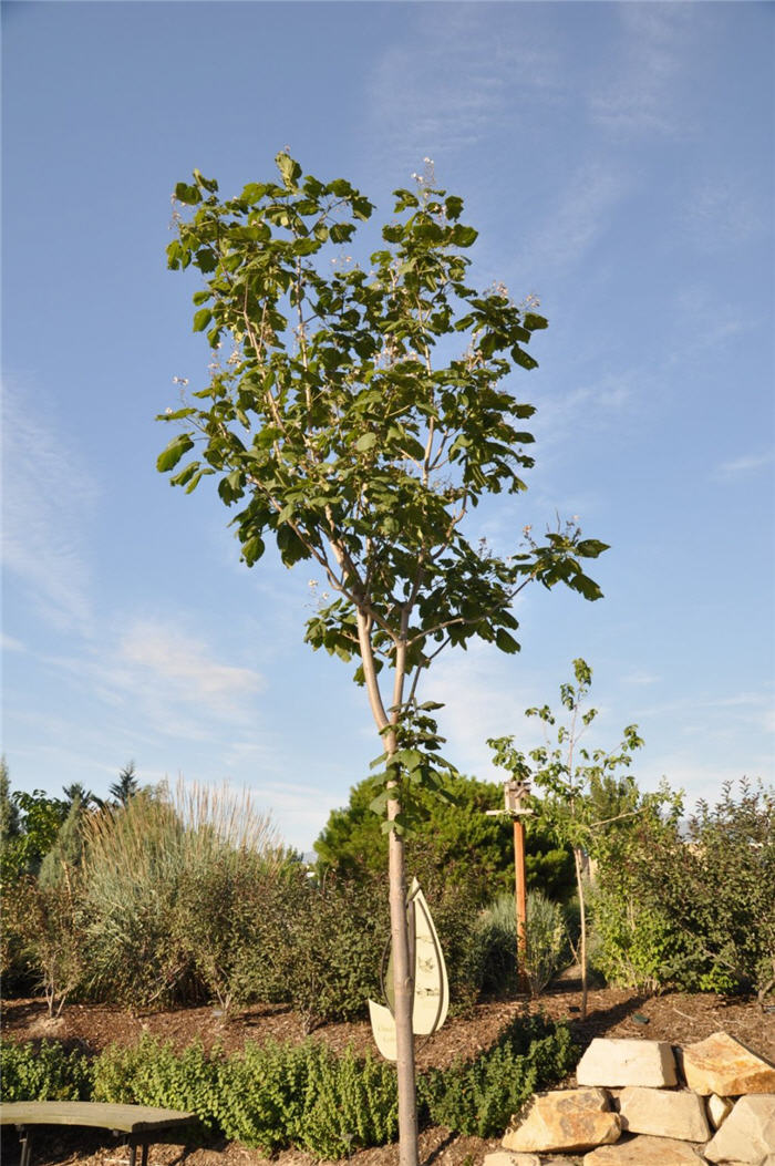 Plant photo of: Catalpa x erubescens 'Purpurea'